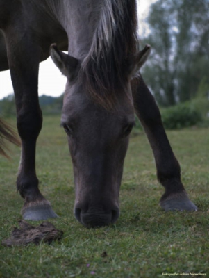 Konik paard in de uiterwaarden van de IJssel, Ossenwaard, natuurfotoworkshop olv. Sjon Heijenga