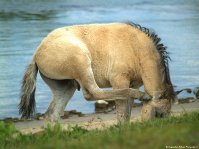 Konik paard in de uiterwaarden van de IJssel, Ossenwaard, natuurfotoworkshop olv. Sjon Heijenga