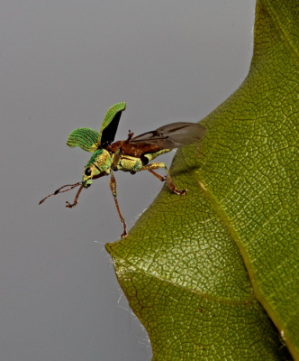 er zitten veel snuitkever in de tuin nu en deze wilde net wegvliegen  ,het duurde vreselijk lang voor dat er een wegvloog maar geduld is een schone zaak zeggen ze wel is...........
achtergrond van een tuinlamp met melkwitglas