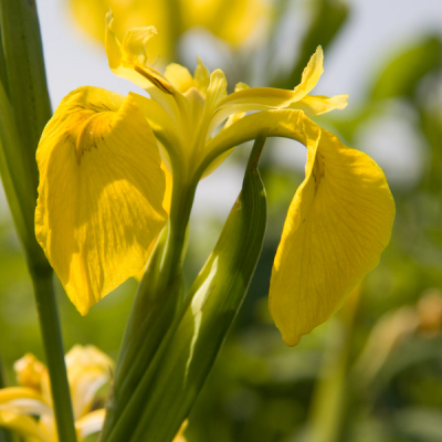 Gemaakt tijdens een fotoworkshop in Ossenwaard bij Deventer