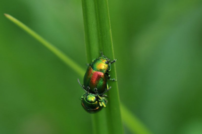 Langs de oever van de rivier de Beerze vond ik deze twee op hoog gras.