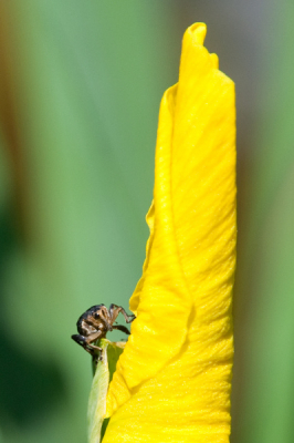 Deze nieuwsgierige Lissenboorder, een soort snuitkever, kwam even piepen vanachter de de Gele lis in de tuinvijver.