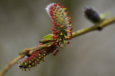 Een bijzondere wilgensoort. Ik was deze nog nooit tegengekomen met deze mooie rode en gele verkleuring.
Leek me wel toepasselijk voor het thema kleurrijke lente