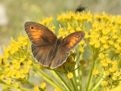 De foto is in een bergachtig gebied van Lesbos gemaakt, en de vlinder zit op de bloem van een enorme Venkel plant. Hopelijk kan op basis van deze "bovenkant" foto geconcludeerd worden of het een Levant Bruin zandoogje is.