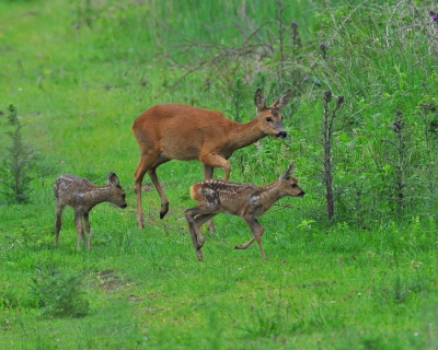 Als je de ganse namiddag op vogels gefixeerd bent en dan plots een ree met kroost tevoorschijn komt,is dat een welgekome verassing.