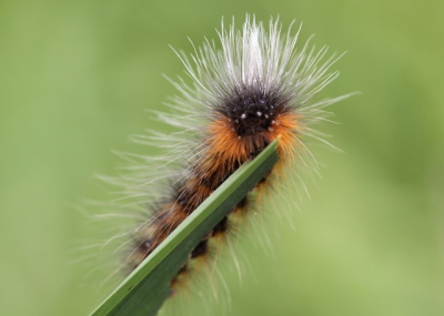 Deze rups kwam ik tegen in het riet, bij helder zonlicht. volgens mij is het de rups va de donsvlinder.