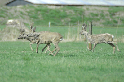 Na lang wachten en sluipen langs een houtwal kreeg ik toch een redelijke plaat.

Nikon D70 Sigma 170-500mm Uit de hand