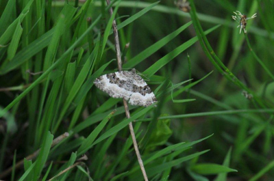 gefotografeerd in een weide gebied vlak langs het riviertje de beerse. Klein maar wel opvallend