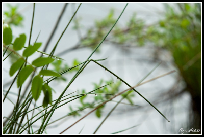 Deze foto is gemaakt met zoom om de achtergrond wat vager te krijgen.