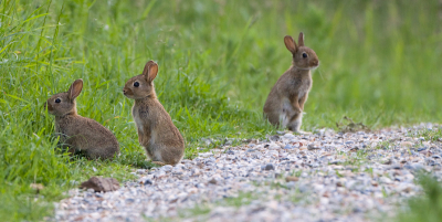 SPEELTUINUURTJE
Op het ogenblik is dit tijdens de lange lente-avonden weer een algemeen beeld langs  's Neerlands paden. Onwillekeurig komt altijd Waterschapsheuvel weer bovendrijven bij het zien van zo'n konijnentafereeltje......heeft denk ik toch veel indruk gemaakt tijdens mijn jeugd.