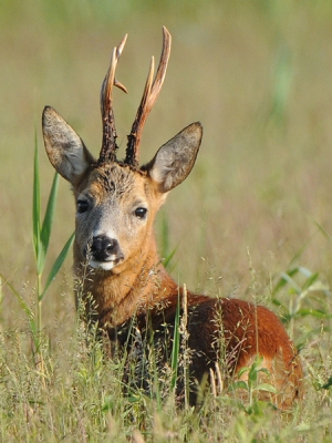 Ongedwongen maar alert bleef deze bok gewoon dooreten en liet me uiteindelijk tot op een meter of 15 naderen, tientallen shots gemaakt totdat hij zijn buikje rond gegeten had en op z'n dooie gemak het struikgewas in wandelde. Kon ik ook weer verder.