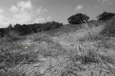 Liggen op de grond, tegen het middaguur. De opdracht was om de 'afvalberg' op je eigen manier vast te leggen. Ik vond deze paardenbloem er lekker desolaat en allenig bij staan. Met de bewerking versterk ik dat idee.