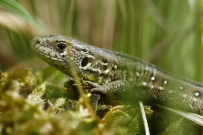 Liggend op de grond, macrolens en nog een paar andere medecursisten naast me liggend. Dat beestje bleef echt netjes stilzitten, zeg!