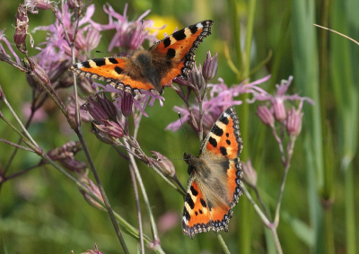foto gemaakt in een riethaling in de mijzenpolder waar ik regelmatig kom om te kijken of er wat moois te zien is om te fotograferen, deze 2 vlinders waren de hele tijd achter elkaar aan het jagen