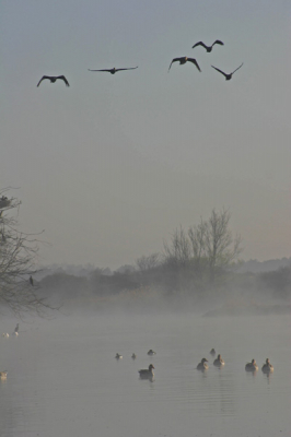 In de vroege ochtend tal van foto's geschoten. Deze foto is voor mij het meest geslaagd door de standen van de vleugels.