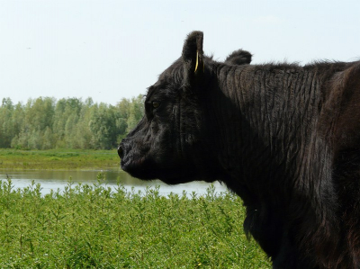 Zonnige, warme dag. Het felle licht en het donkere rund vormen een uitdaging om te fotograferen.
