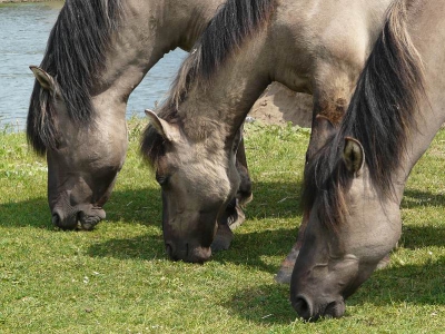 De drie grazende paarden aan de oever van de ijssel + hun schaduw vormen een mooie "rij".