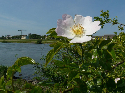 Warme zonnige dag, fel licht, harde contrasten. Landelijke uiterwaarden met op achtergrond stadse bebouwing