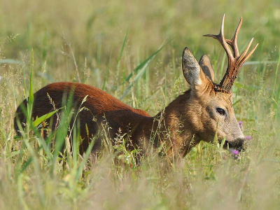 Deze foto is 5 minuten na de vorige gemaakt, terwijl de bok rustig door het grasveld loopt te eten kan ik hem volgen, telkens als zijn kop omhoog komt sta ik doodstil, zodra hij weer eet kom ik langzaam dichterbij. Alleen het klikken van de camera hoort hij maar kan het niet thuisbrengen, het levert goede momenten voor foto's als deze.