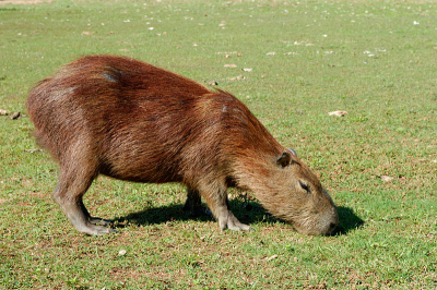 Veel Capibara's gezien en ook op het terrein van de lodge.