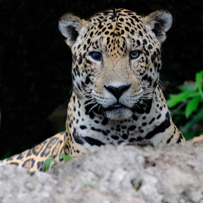 De jaguar was de liggende boom afgelopen het bos weer in maar bleef ons vanuit een opening in de struiken nog enige tijd in de gaten houden.