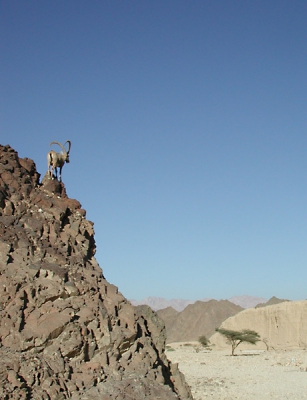 Afgelopen maandag in Israel fraai een mannetje Nubische Steenbok kunnen fotograferen. Redelijk algemene soort daar, maar mannetjes met dit formaat horens kwam je niet vaak tegen. Hij werkte ook nog eens erg goed mee door op mooi op een rots te gaan staan.