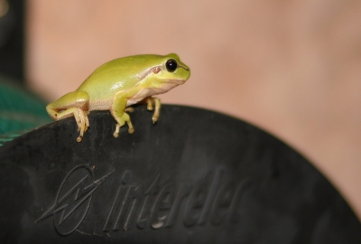 2 weken op vakantie aan de Cote 'd Azur geweest, en weer genoten van de flora en fauna. Buiten de extreme insecten zaten er bij het huis uiteraard veel muurhagedisjes. Iedere avond kwam er een boomkikkertje uit zijn dekking om te gaan jagen, en klauterde lekker eigenwijs richting tuinslang waar hij goed te fotograferen was.
Helaas kon dit niet zonder de flits te gebruiken. Ik heb dan ook met diffusor, en indirect flitslicht gewerkt om zo mijn mogelijk te verstoren. Ik heb dan ook maar n avond van zijn fotogenieke uiterlijk gebruik gemaakt, en de rest van de dagen alleen maar zitten genieten.