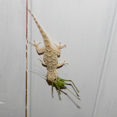 Veel Gekko's op en rond het huis in Zuid Frankrijk. Deze liep over het plafond van het afdak, waar ik even daarvoor ook een sprinkhaan zag wandelen.
Tot mijn verbazing zak ik door de ruit van de deur de Gekko met de sprinkhaan als buit. Snel de camera gepakt, en exact n foto kunnen maken.
Zelf vind ik dit wel een erg grote prooi voor de kleine Gekko.