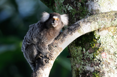 Er kwamen elke dag een stuk of wat van deze marmosets voorbij de lodge op weg naar voedsel. Heel leuk om ze te zien.
Ze zijn ca 20 cm groot maar hebben een staart welke wel het dubbele is.
