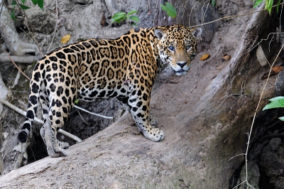 Hier staat de Jaguar nog beter op . Echt een unieke ervaring en volgens de plaatselijke gidsen uiterst zeldzaam in de Amazone dat je hem helemaal kunt fotograferen.