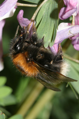 <i class='fa fa-user'></i> Herman Berkhoudt | Boomhommel & Vingerhelmbloem  <i class='fa fa-eye'> 86</i>   <i class='fa fa-comment-o'> 0</i>