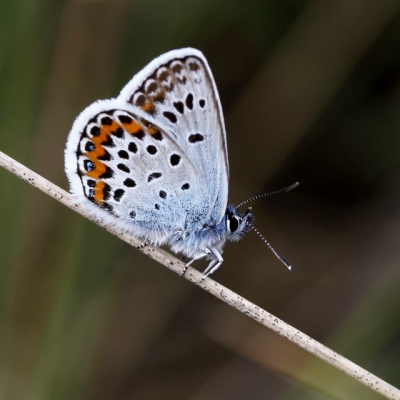 Tijdens wandeling min 10 Blauwtjes zien vliegen vnl . op de heide Dit Heideblauwtje ging even rustend op een grasspriet zitten.
