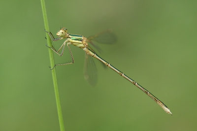 Naast een natuurveldje zaten flinke aantallen van deze juffersoort. Gelukkig wil dit type ook vaak erg mooi gaan zitten voor een close upje!