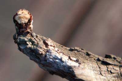 E�n van de motten in de val vannacht was deze wapendrager.