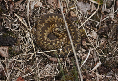 Zo kwam ik de Adder tegen.
Foto ongeveer 2sec na ontdekking gemaakt.



Met 40D en 70-300+1.4
Kwaliteit niet geweldig.
Foto verscherpt en een klein stukje gekropt.