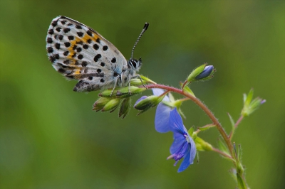 Dit Vetkruidblauwtje op Ereprijs heb ik  ( Mira ) op een regenachtige morgen in Hongarije gefotografeerd. Ik ben de vrouw van Dick Hoogenboom, bij sommigen bekend van Birdpix, ik fotografeer het liefst  insecten en abstracte  onderwerpen.