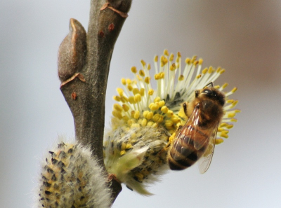 Één van de eerste foto's van een insect, dit ga ik dus vaker doen...lol, en dan nog wel met telelens waar ik normaal roofvogels mee plaat!

Canon Eos350d / Sigma 70-300.