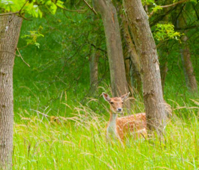 Gemaakt tijdens de naturfoto workshop in Vogelenzang - AWD, zonnig weer.