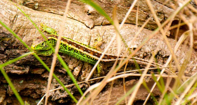 Gemaakt met een Nikon D-300 tijdens de natuurfoto workshop in Vogelenzang - AWD op 26 juni 2010, zonnig weer.