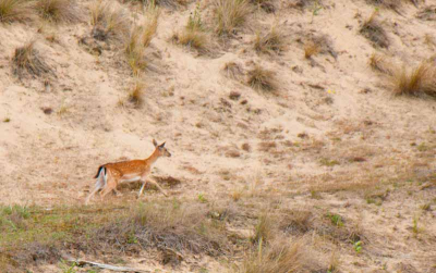 Gemaakt met een Nikon D-300 tijdens de natuurfoto workshop in Vogelenzang - AWD op 26 juni 2010, zonnig weer.