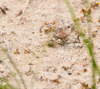 Gemaakt met een Nikon D-300 tijdens de natuurfoto workshop in Vogelenzang - AWD op 26 juni 2010, zonnig weer.