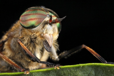 Bij dit warme weer komen in de natuur op veel plaatsen de dazen weer te voorschijn.Bij het fotograferen zijn ze soms wel erg hinderlijk.