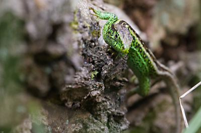 Tijdens de workshop genoten van dit uitzonderlijke beestje. In de hitte van het middaguur trok hij zich weinig aan van die rare snuiters met hun geklik vlak voor zijn neus. Een hoogtepunt van een prachtige dag.