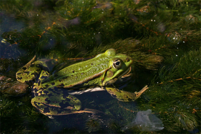 Heb me laatst een tijdje vermaakt met de groene kikkers in onze vijver.
Ze zijn echt schitterend!
Ondaks dat dit niet echt een spannende foto ofzo is vind ik hem wel leuk genoeg om te plaatsen