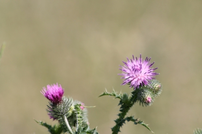 Foto gemaakt met 
ISO 200 
70-300mm
Sluitertijd 1/400
Eigenlijk (te) hard licht Het is mijn eerste Nederpix foto Alle Commentaar welkom