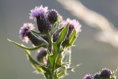 Mooie foto kunnen maken van een speerdistel. Het mooiste van deze foto vind ik het avondlicht. Wat vinden jullie