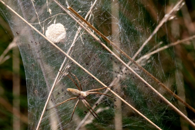 Op het heideveld in de Groote Peel zag ik elke 10  mtr. zulk web. De Kraamwebspin ( fam v.d. Wolfspin ) beschermt  hier zijn kroost.