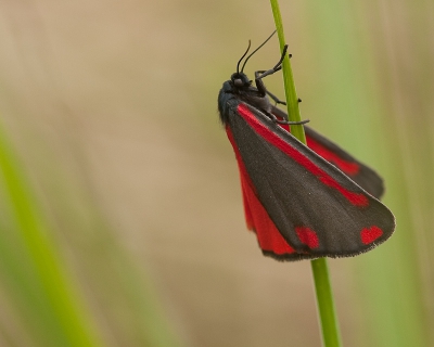 Dit is mijn eerste foto op Nederpix. Ik ben benieuwd hoe het mij gaat bevallen in dit forum.

Gewoonlijk blijft deze vlinder niet zo zitten, deze keer had ik geluk in alle standjes liet het zich zien. met dit als mooiste resultaat.