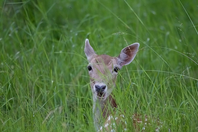 Deze mooie damhert zat lekker in het gras verscholen. Het is een full frame opname. Mis een beetje het lichaam, maar heb gekozen voor het kopje