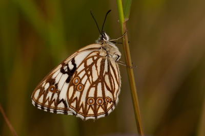 deze vlinder weet ik niet onder welke naam ik deze moet vastleggen ik hoor graag van jullie